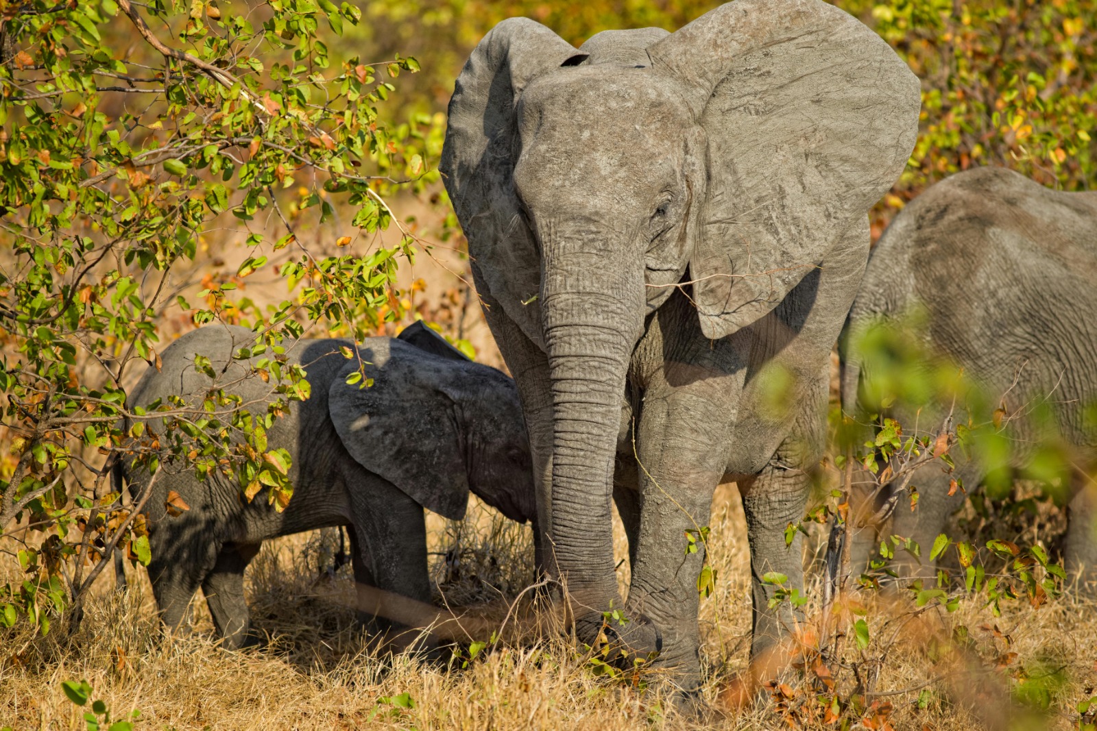 Salt Lick Safari lodge Tour image 2
