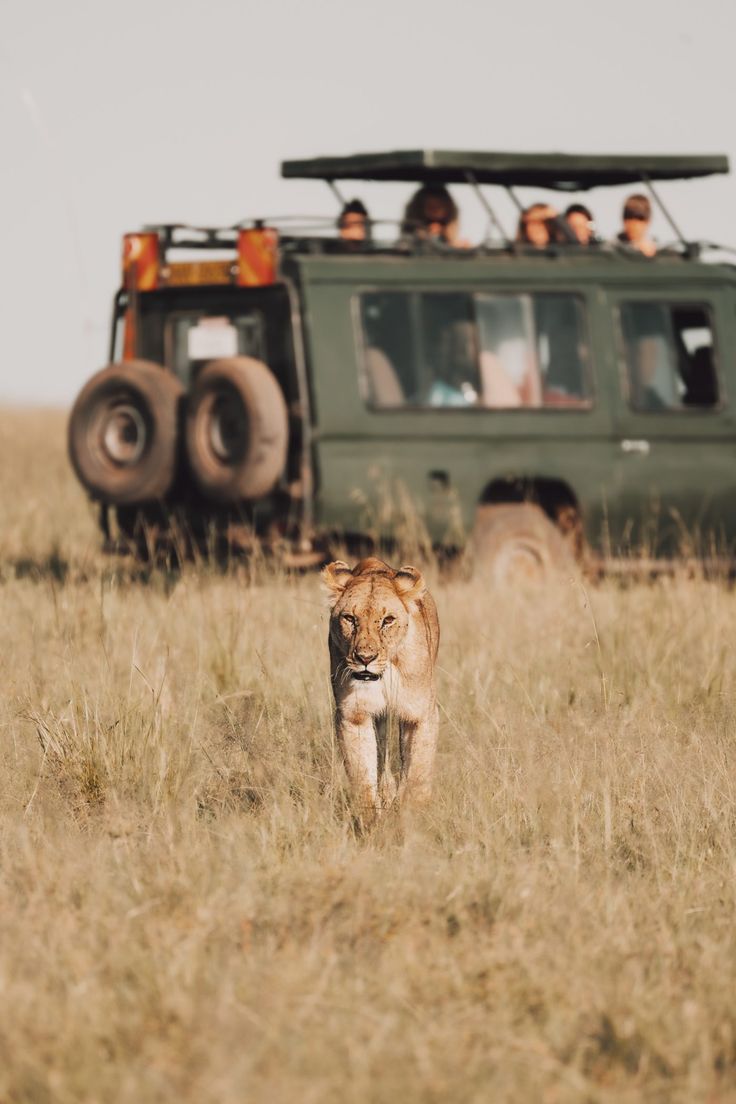 Love in the Bush Mara Edition image 3
